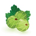 Sweet and sour green gooseberry with leaves. Berries are natural antioxidant.