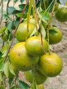 sweet and sour orange fruit with dense tree leaves Royalty Free Stock Photo