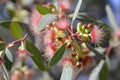 sweet and spicy scents of eucalyptus flowers mingling with other floral notes Royalty Free Stock Photo