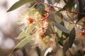 sweet and spicy scents of eucalyptus flowers mingling with other floral notes Royalty Free Stock Photo