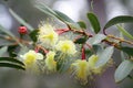 sweet and spicy scents of eucalyptus flowers mingling with other floral notes Royalty Free Stock Photo