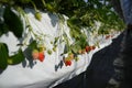 Sweet Strawberry farm close up fresh fruit hydroponic growing up in white row vinyl greenhouse in harvesting season for tourist Royalty Free Stock Photo