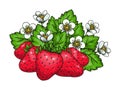 Sweet strawberry handdrawn fresh farm flower leaf Royalty Free Stock Photo