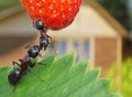 Sweet summer of ants, strawberry and bungalow Royalty Free Stock Photo