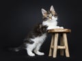 Sweet and super tiny Maine Coon cat kitten, on a black background.