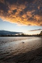 Sweet swan family towards the sunset