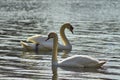 Sweet swan, symbols of love