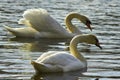 Sweet swan, symbols of love
