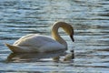 Sweet swan, symbols of love