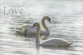 Sweet swans, symbols of love.