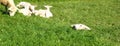 Sweet swiss lambs and sheep slumber in the sun on a green meadow for easter cards