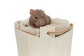 Sweet syrian hamster resting in his confortable bed Royalty Free Stock Photo
