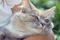 Sweet tabby cat Royalty Free Stock Photo