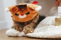Sweet tabby cat in cute reindeer costume playing with christmas lights under christmas tree
