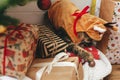 Sweet tabby cat in cute reindeer costume playing with bauble on presents under christmas tree