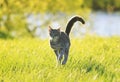 Sweet tabby cat fun running on green meadow in Sunny summer day Royalty Free Stock Photo