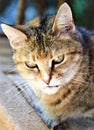 Sweet tabby Cat in reflective moode