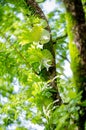 Sweet tamarind Royalty Free Stock Photo