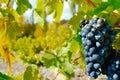 Sweet and tasty blue grape bunch Royalty Free Stock Photo