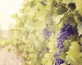 Sweet and tasty blue grape bunch Royalty Free Stock Photo