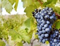 Sweet and tasty blue grape bunch Royalty Free Stock Photo