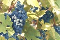 Sweet and tasty blue grape bunch Royalty Free Stock Photo