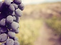 Sweet and tasty blue grape bunch Royalty Free Stock Photo