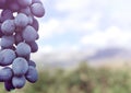 Sweet and tasty blue grape bunch Royalty Free Stock Photo