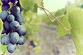 Sweet and tasty blue grape bunch Royalty Free Stock Photo