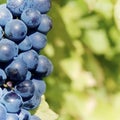 Sweet and tasty blue grape bunch Royalty Free Stock Photo