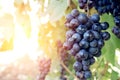 Sweet and tasty blue grape bunch Royalty Free Stock Photo