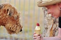 Sweet temptation, Airedale dog staring at icecream