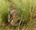 The Wombat is a crepuscular