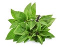 Sweet thai basil isolated on white Royalty Free Stock Photo