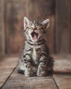 Sweet little cute kitten takes a moment to yawn Royalty Free Stock Photo