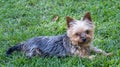 A sweet tiny Yorkie lies on the lawn