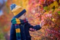 Sweet toddler blond child, cute boy, playing in autumn park with colofrul trees and bushes Royalty Free Stock Photo