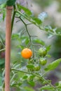 Sweet 100 Tomato plant growing small cherry tomatoes in a kitchen garden, unripe dark green to ripe orange Royalty Free Stock Photo