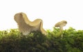 Sweet tooth, Hydnum repandum among moss photographed against a white background Royalty Free Stock Photo