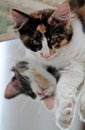 A sweet tortoiseshell norwegian forest cat kitten