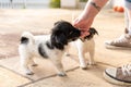 Cute tricolor Jack Russell Terrier puppies playing with her owner. 7,5 weeks old young doggies