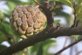 Sweet tropical Atemoia fruit hanging on the tree branch. Fruit also known as green pine cone, custard apple, sweep-sop Royalty Free Stock Photo