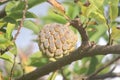 Sweet tropical Atemoia fruit hanging on the tree branch. Fruit also known as green pine cone, custard apple, sweep-sop Royalty Free Stock Photo
