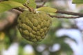 Sweet tropical Atemoia fruit hanging on the tree branch. Fruit also known as green pine cone, custard apple, sweep-sop Royalty Free Stock Photo