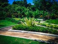 Sweet Tropical Garden View With Furcraea Foetida Plants In The Garden