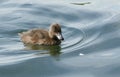 A cute Tufted Duck duckling, Aythya fuligula, swimming on a lake in the UK.