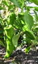 Sweet unripe peppers Royalty Free Stock Photo