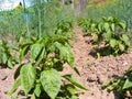 Sweet unripe and ripening peppers. Royalty Free Stock Photo