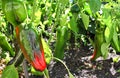 Sweet unripe and ripening peppers Royalty Free Stock Photo