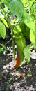 Sweet unripe and ripening peppers Royalty Free Stock Photo